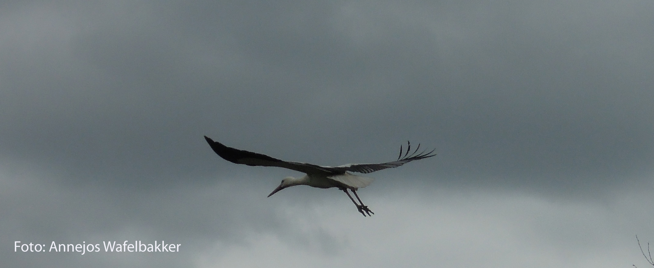 holllander-bronder-grote-grijze-vogel